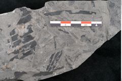 Foto (Detailansicht) von Asterocarpus meriani Brongniart (NHMW-GEO-2024-0188-10608)